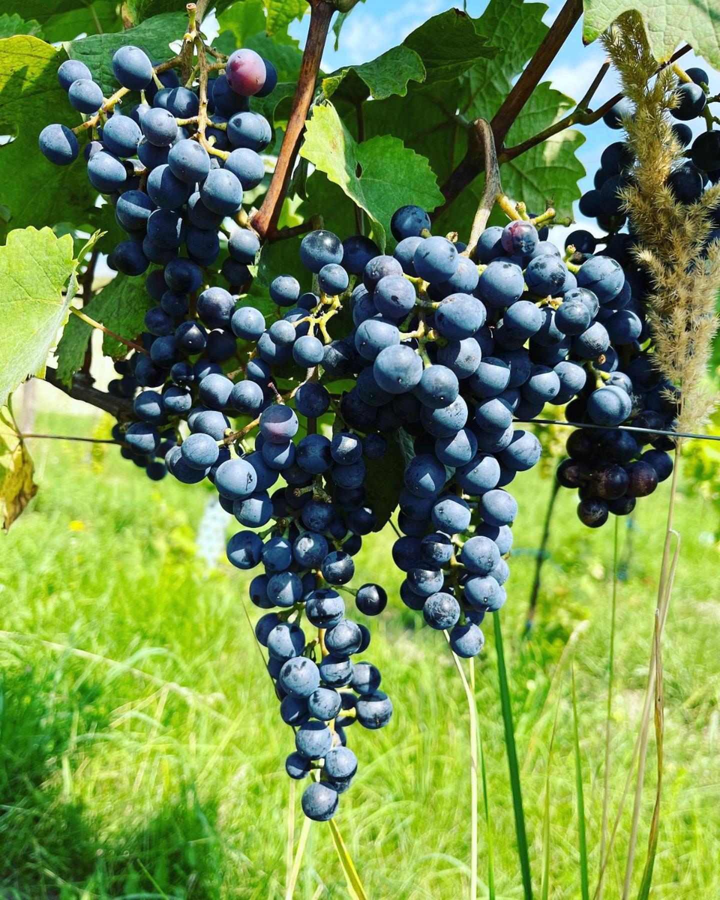 Stara Vinice Velke Zernoseky 93 Exterior foto